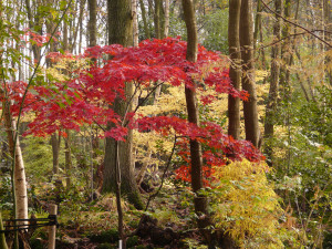 acer palmatum Trompenburg     